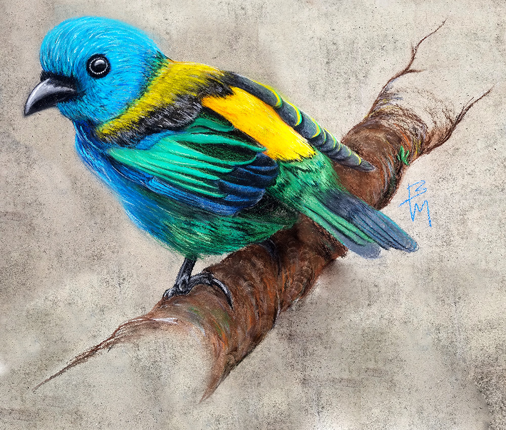 bird_tanager_062021b