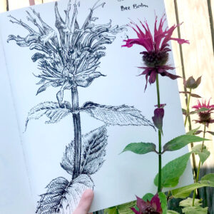 journaling-bee-balm-300x300